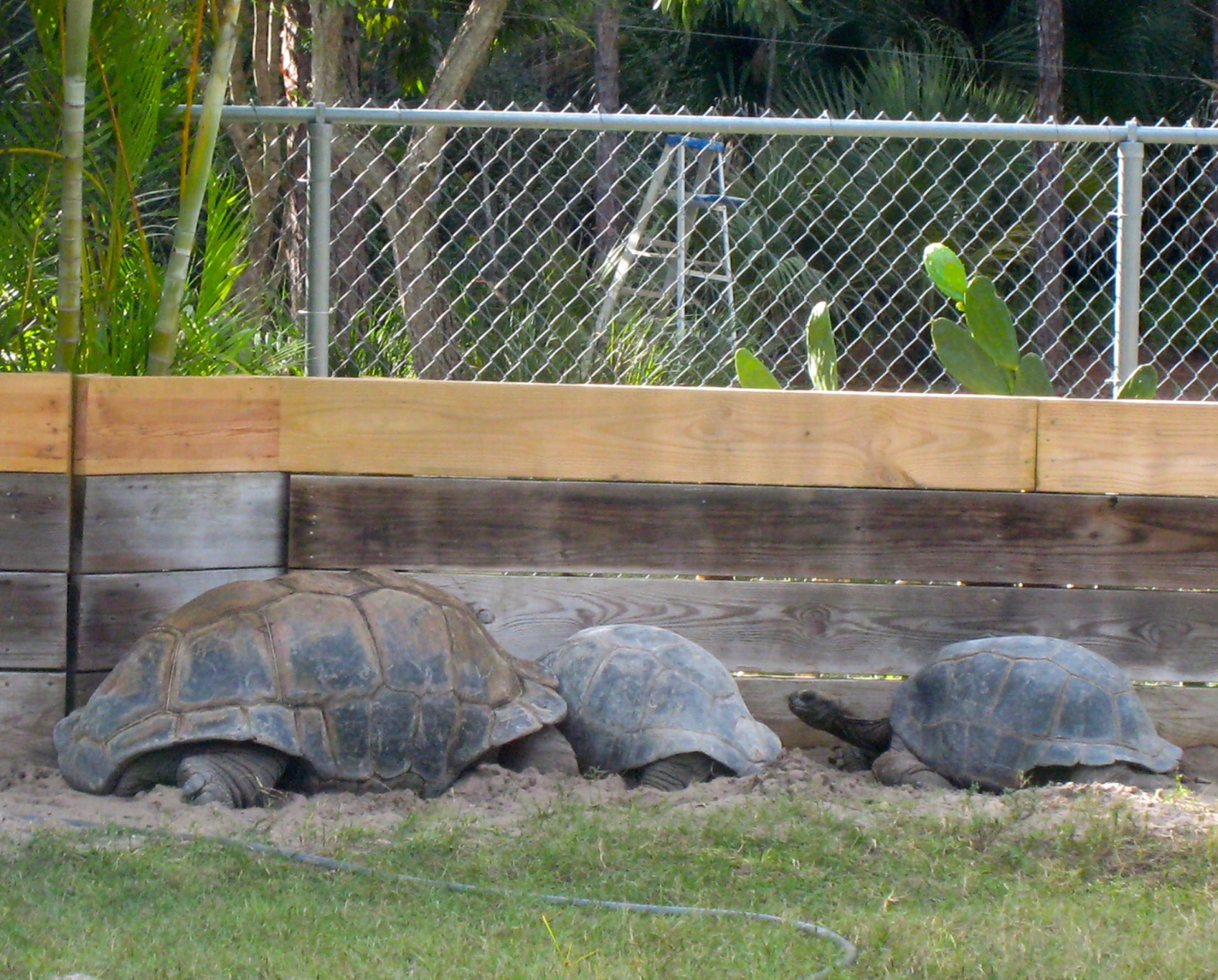 ALDABRA BREEDER