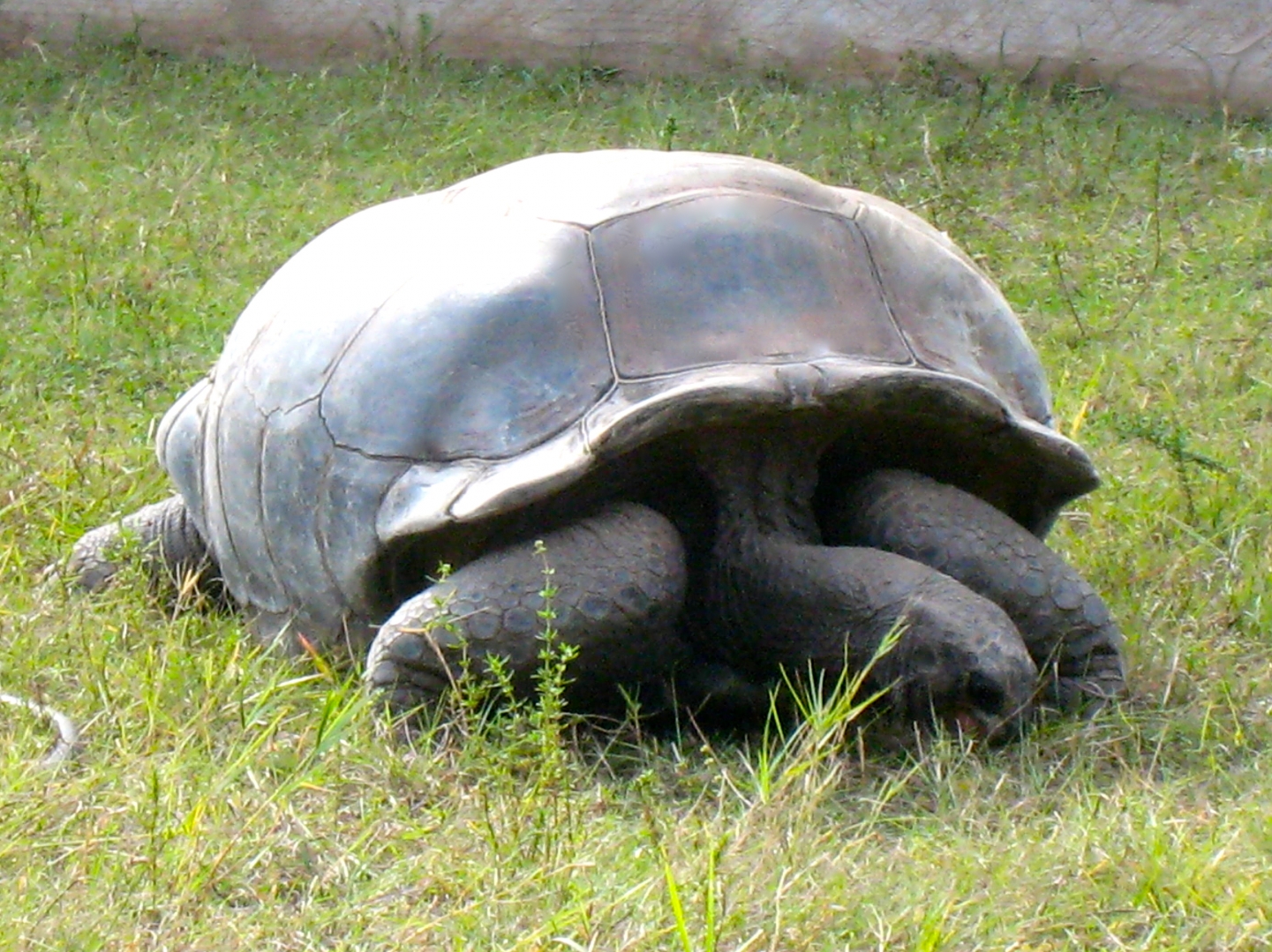 ALDABRA BREEDER
