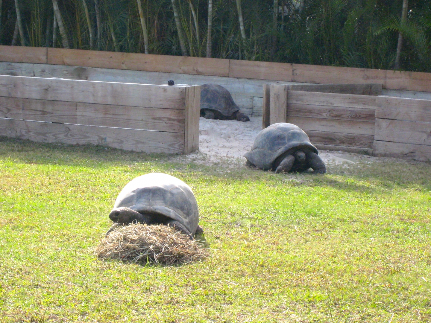 ALDABRA BREEDER