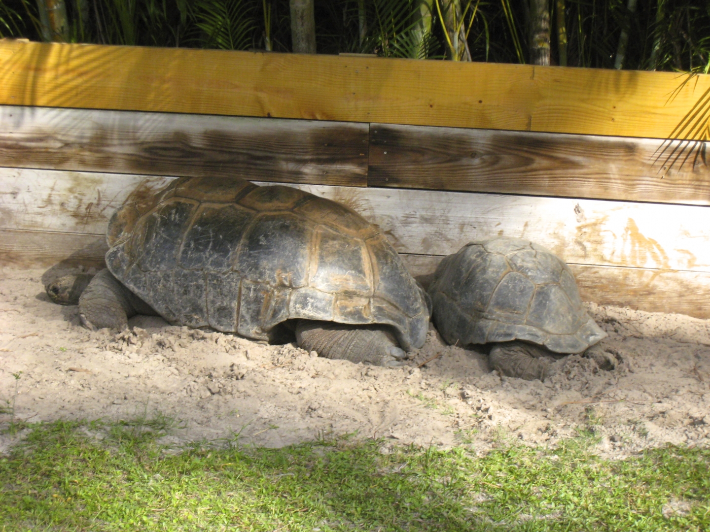 ALDABRA BREEDER