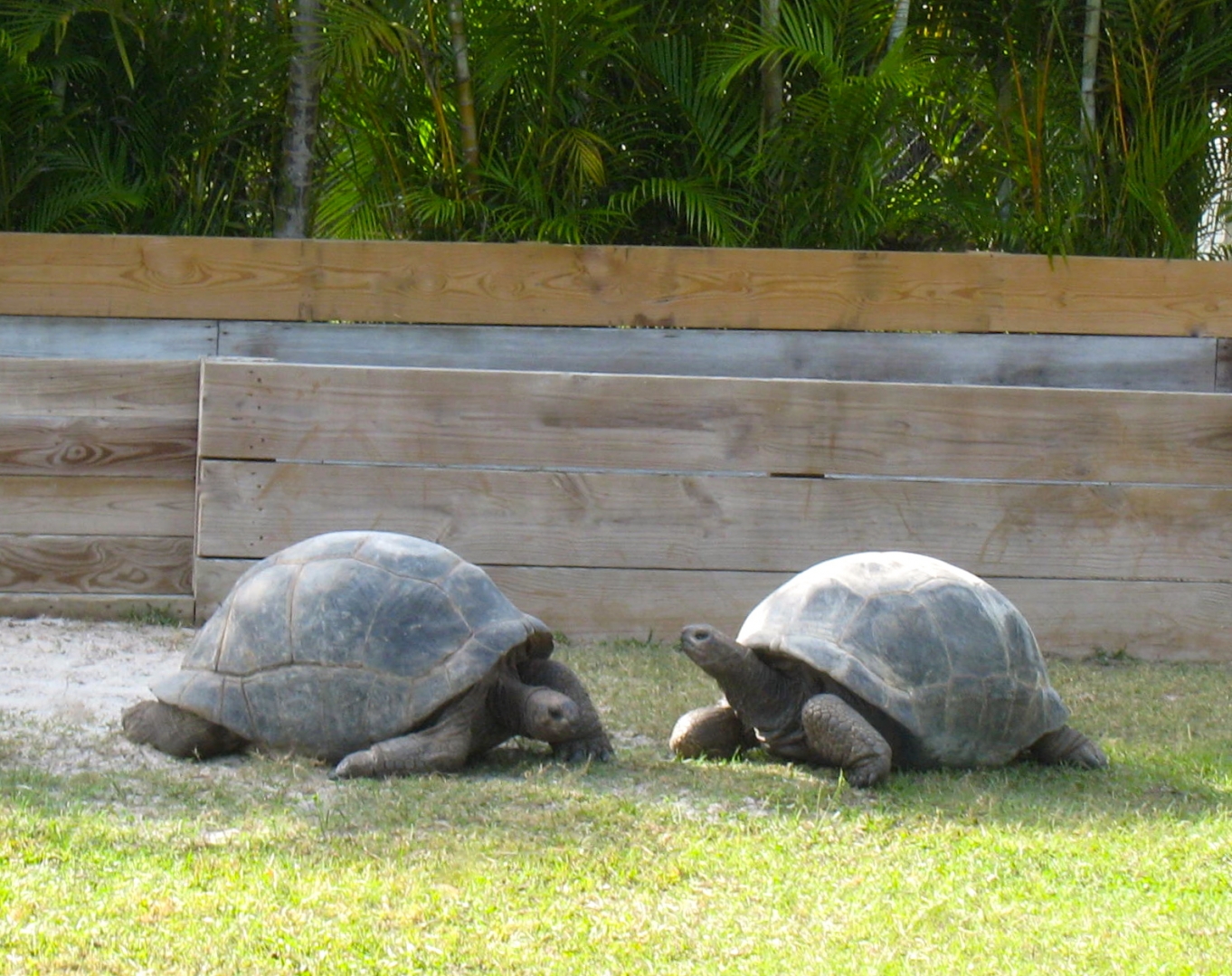 ALDABRA BREEDER