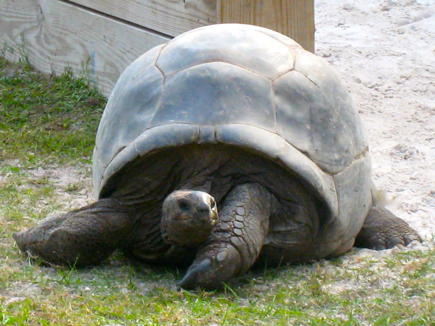 ALDABRA BREEDER