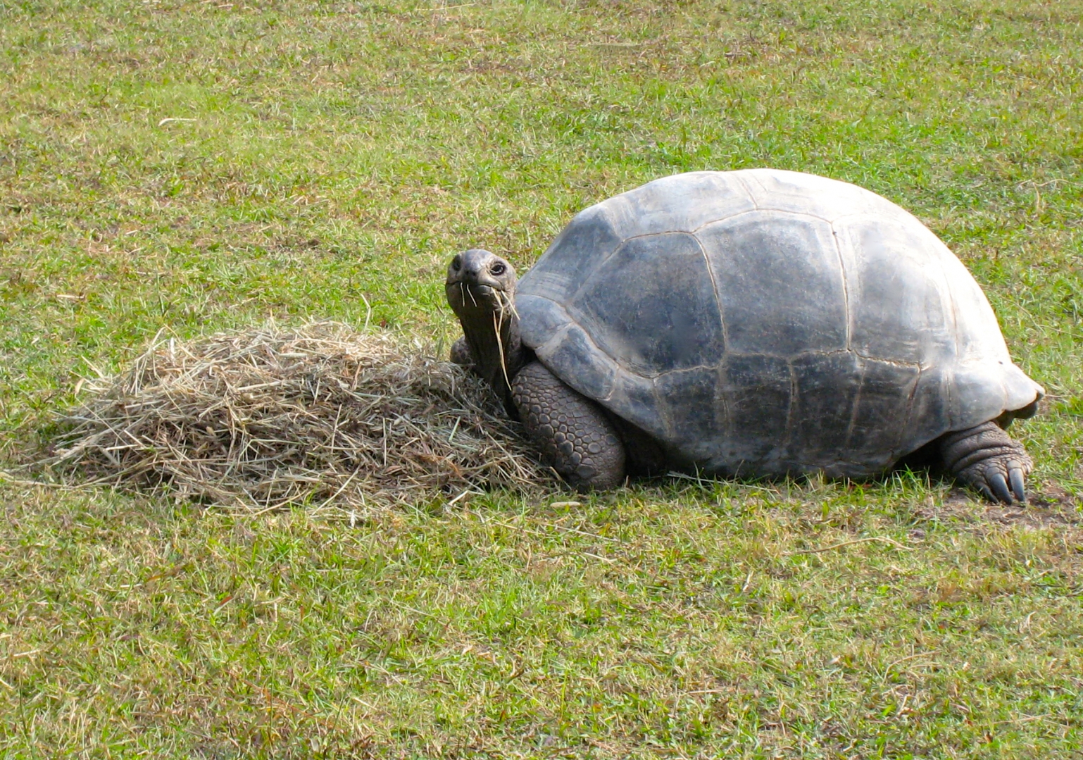 ALDABRA BREEDER