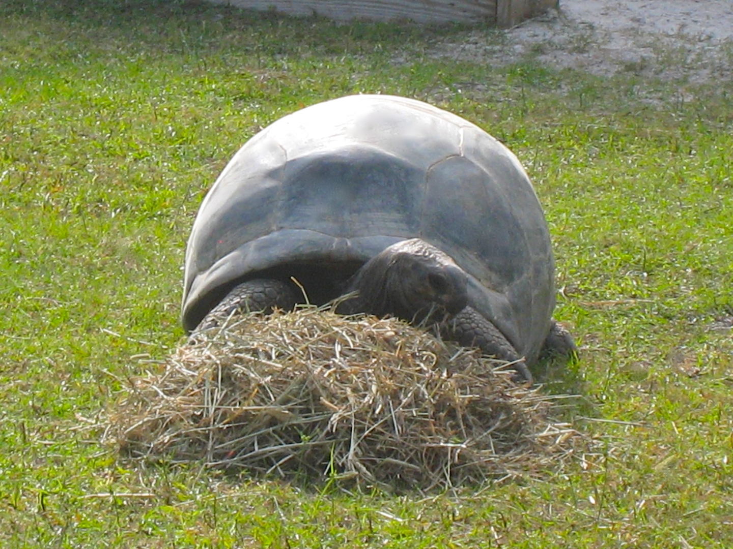 ALDABRA BREEDER