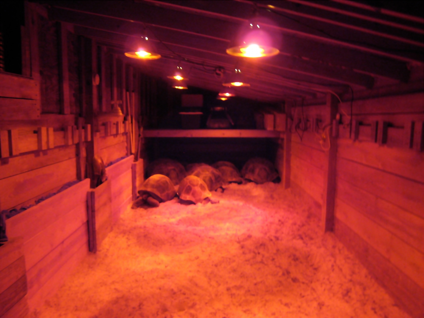 ALDABRA BREEDER
