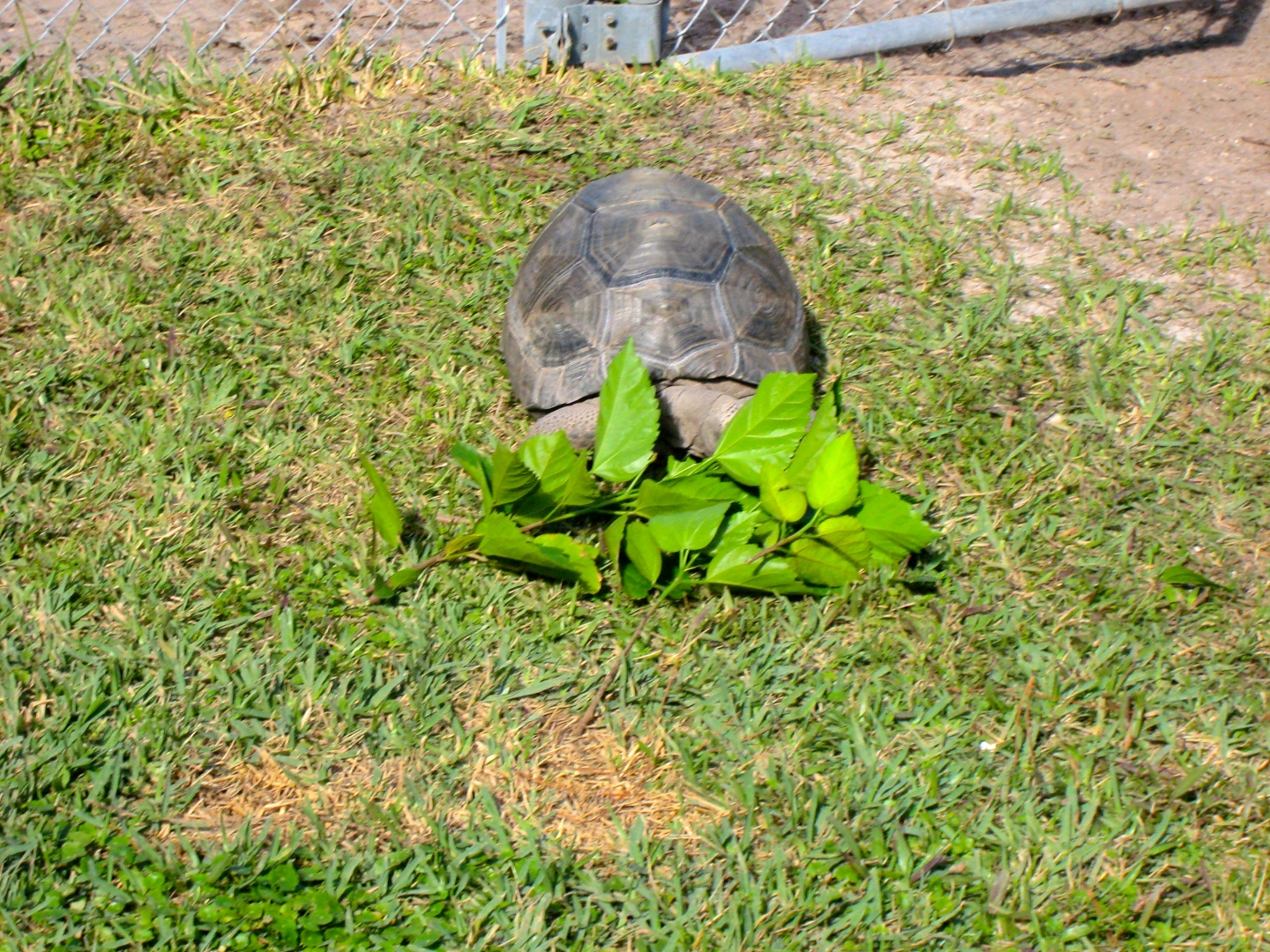 ALDABRA BREEDER