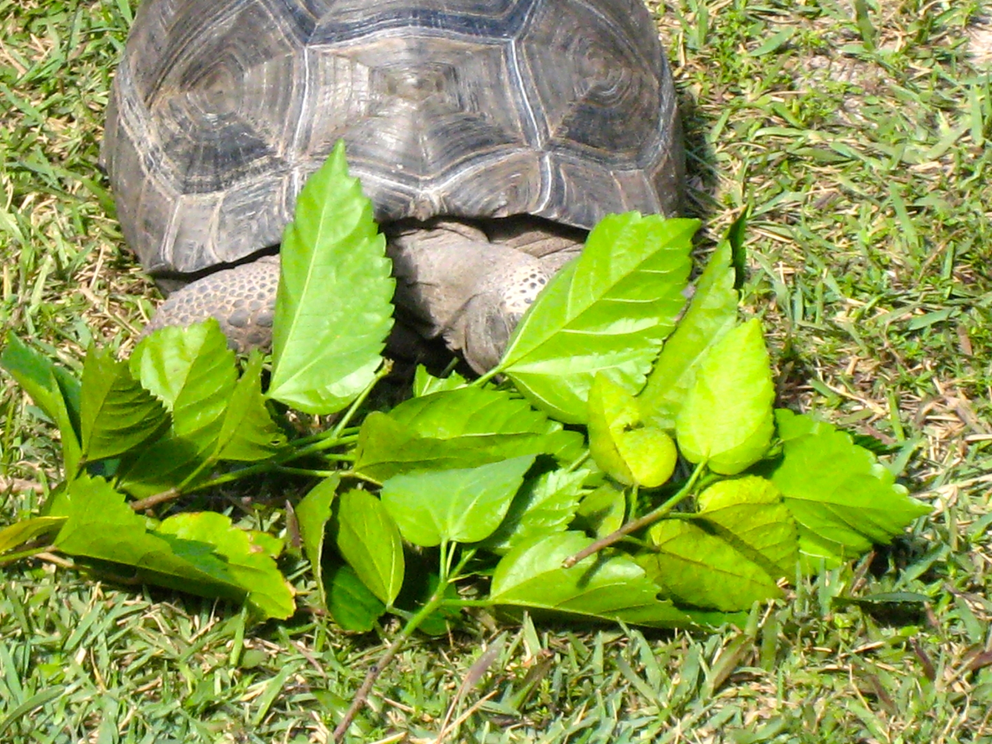 ALDABRA BREEDER