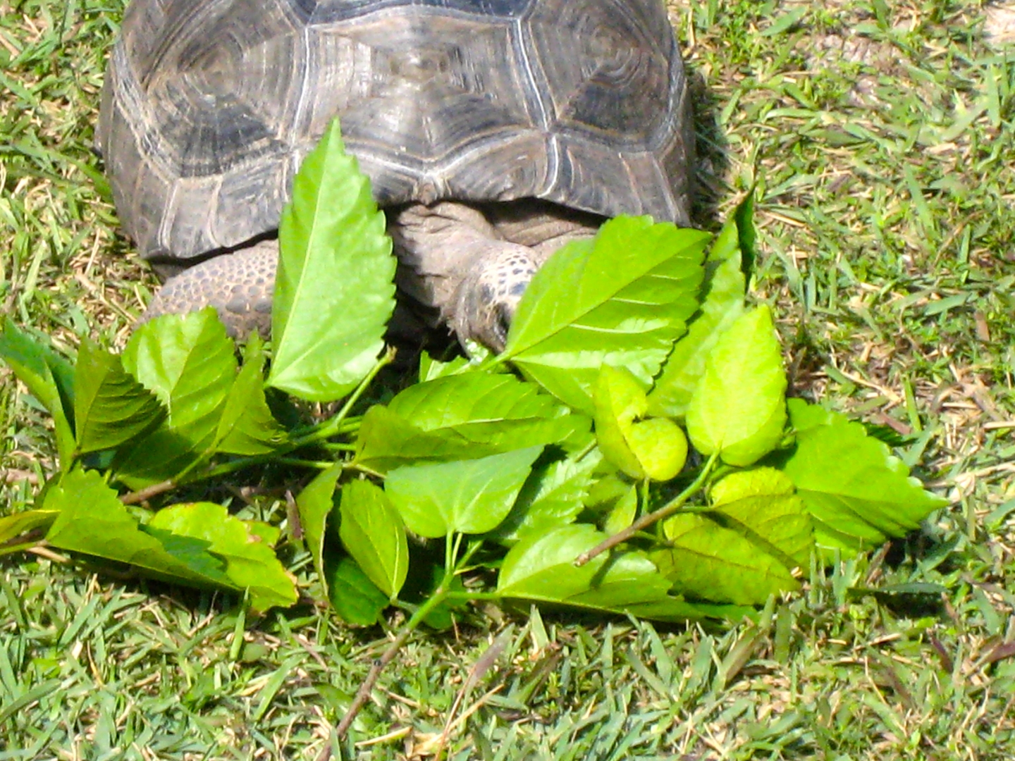 ALDABRA BREEDER
