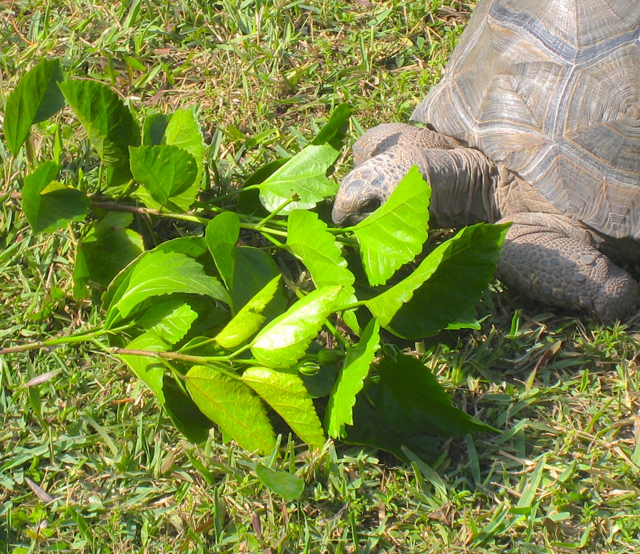 ALDABRA BREEDER