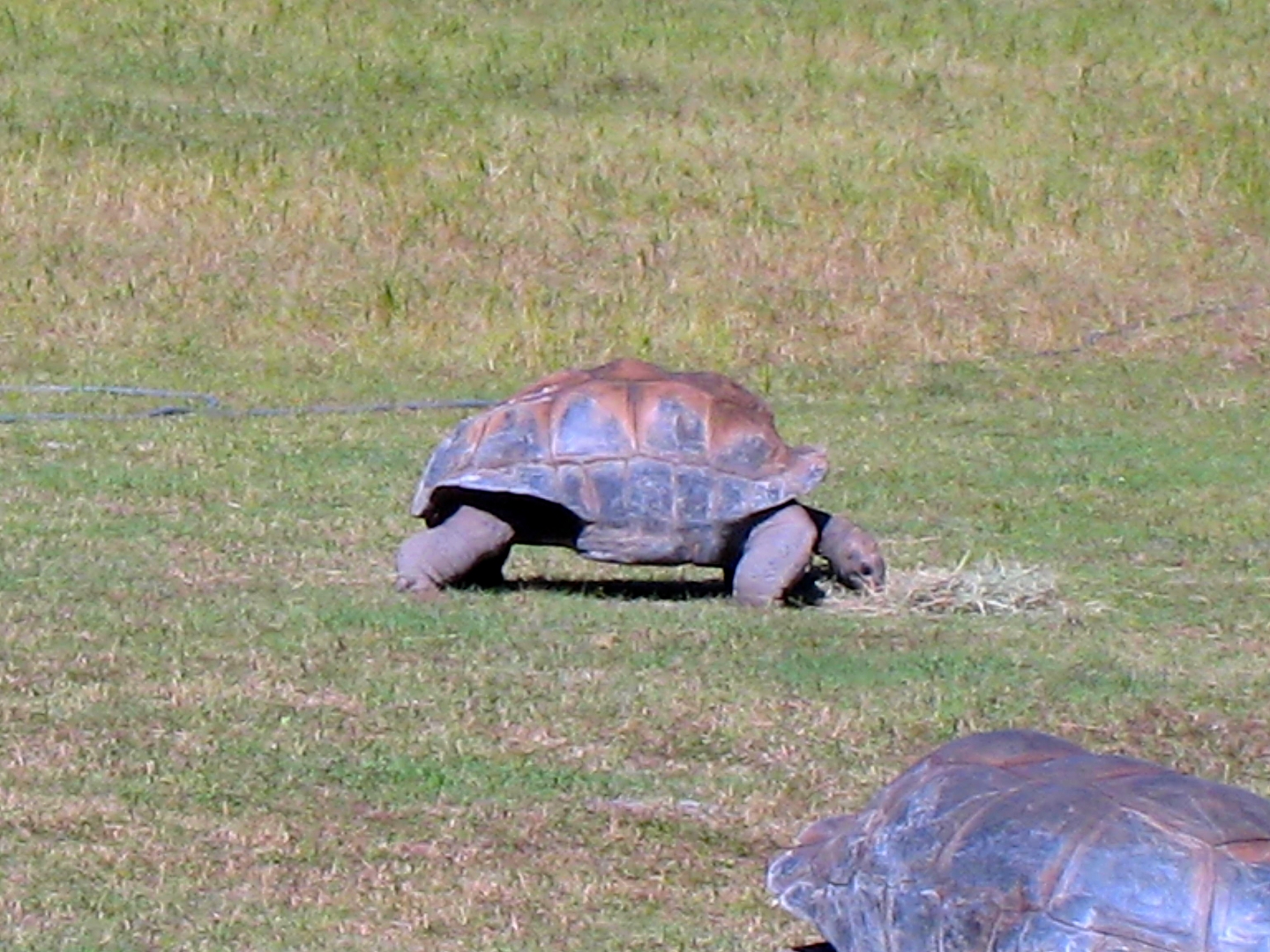 ALDABRA BREEDER