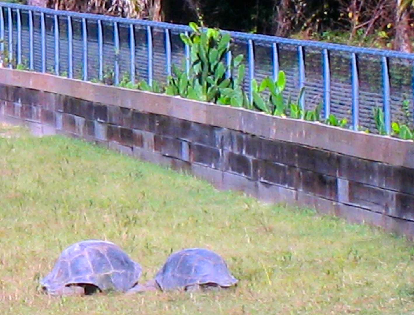 ALDABRA BREEDER