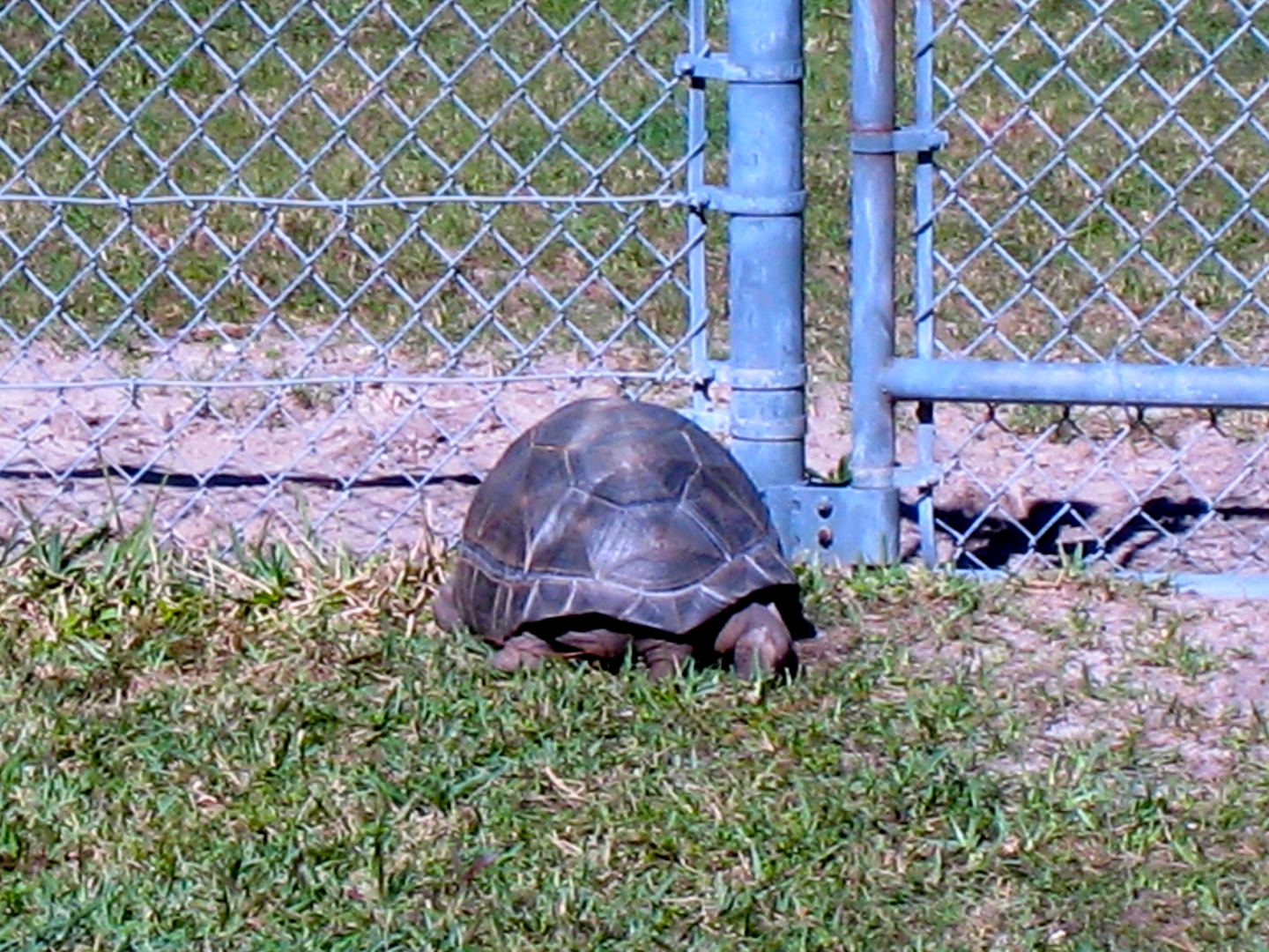 ALDABRA BREEDER