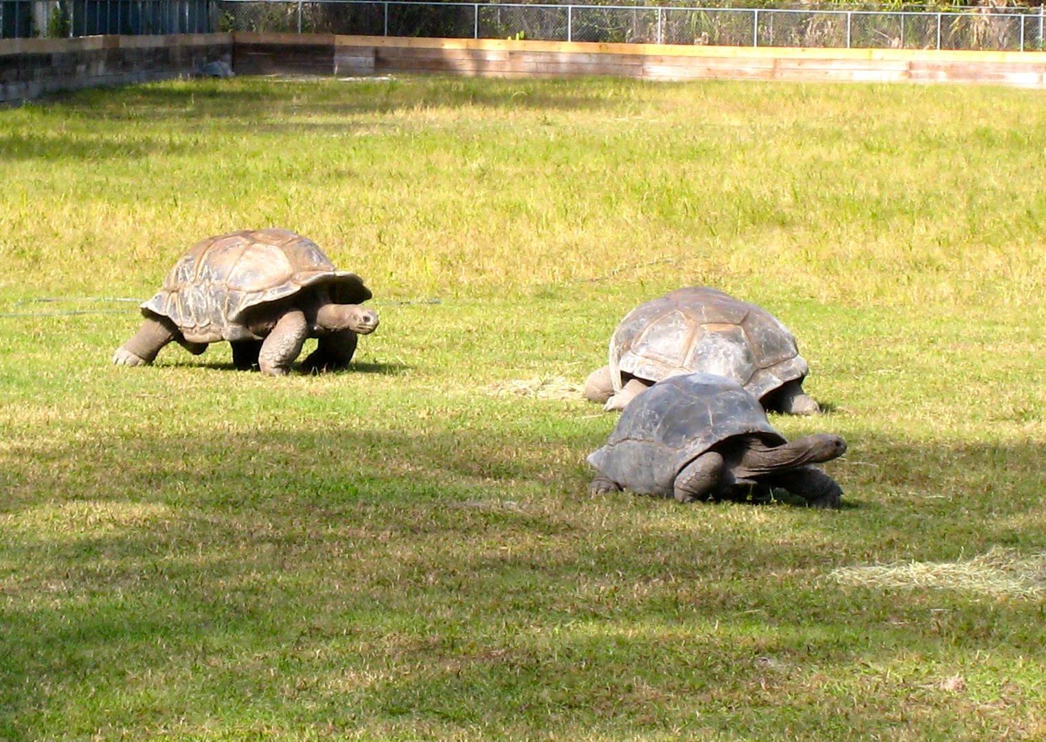 ALDABRA BREEDER