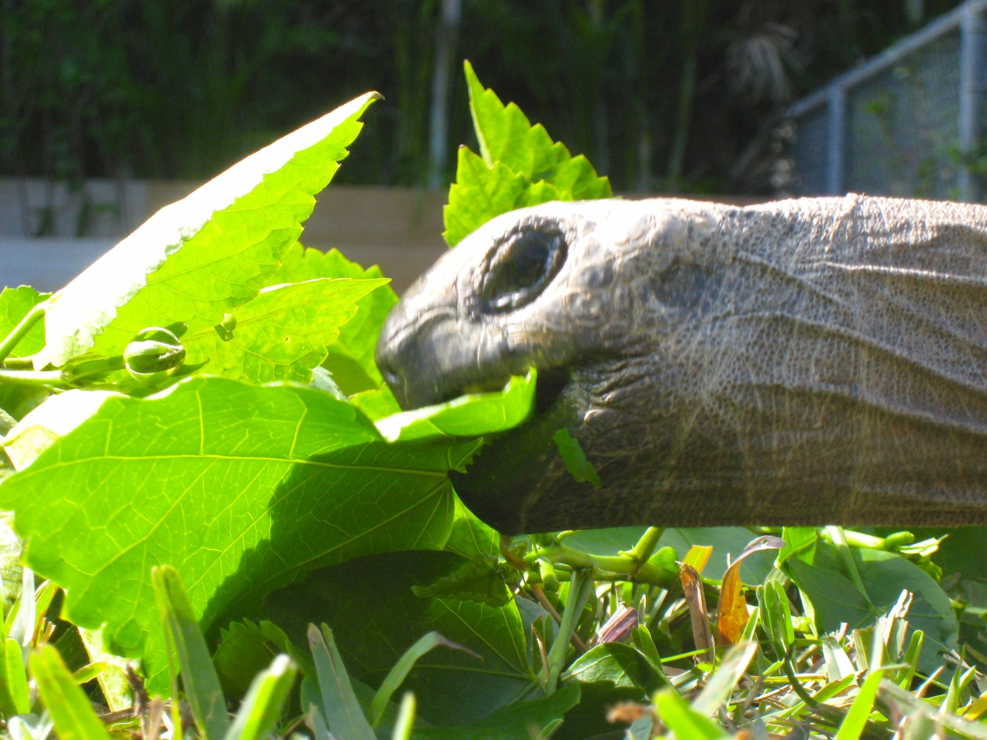 ALDABRA BREEDER