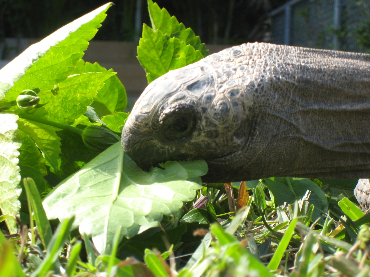 ALDABRA BREEDER