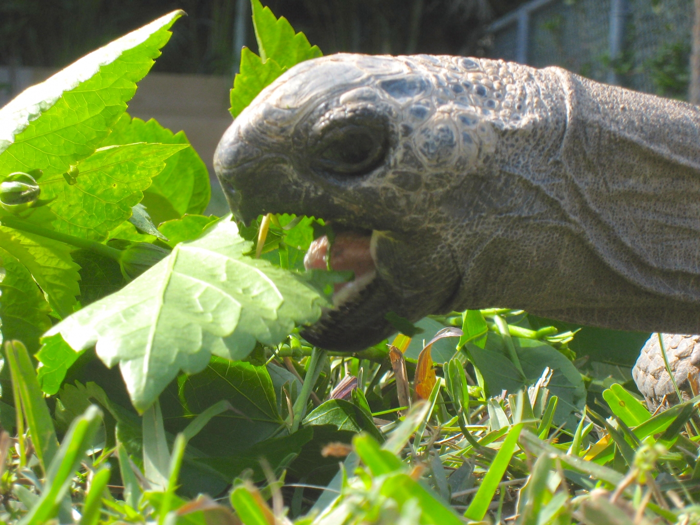 ALDABRA BREEDER
