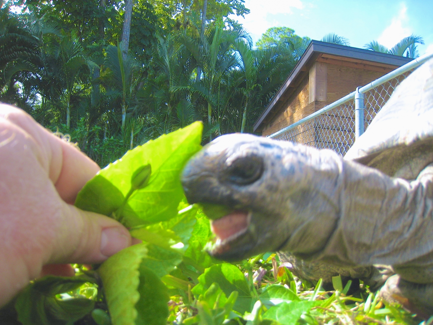 ALDABRA BREEDER