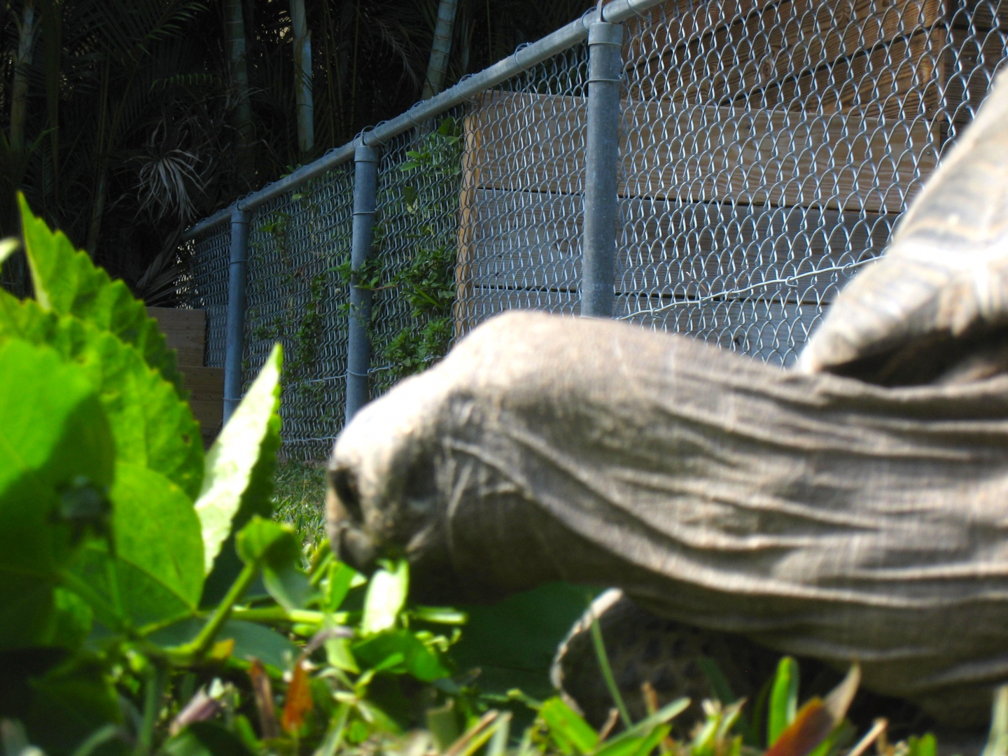 ALDABRA BREEDER