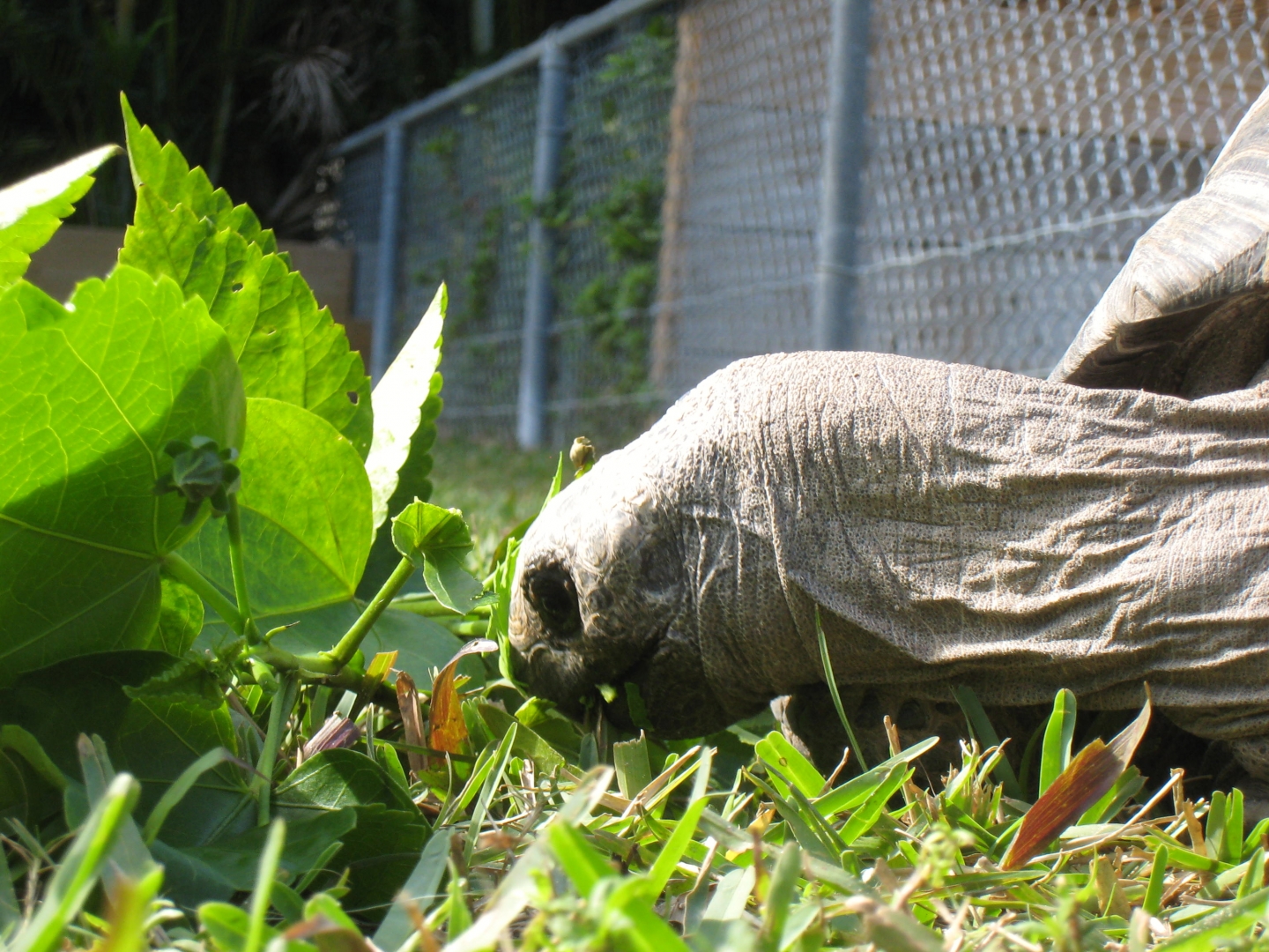 ALDABRA BREEDER
