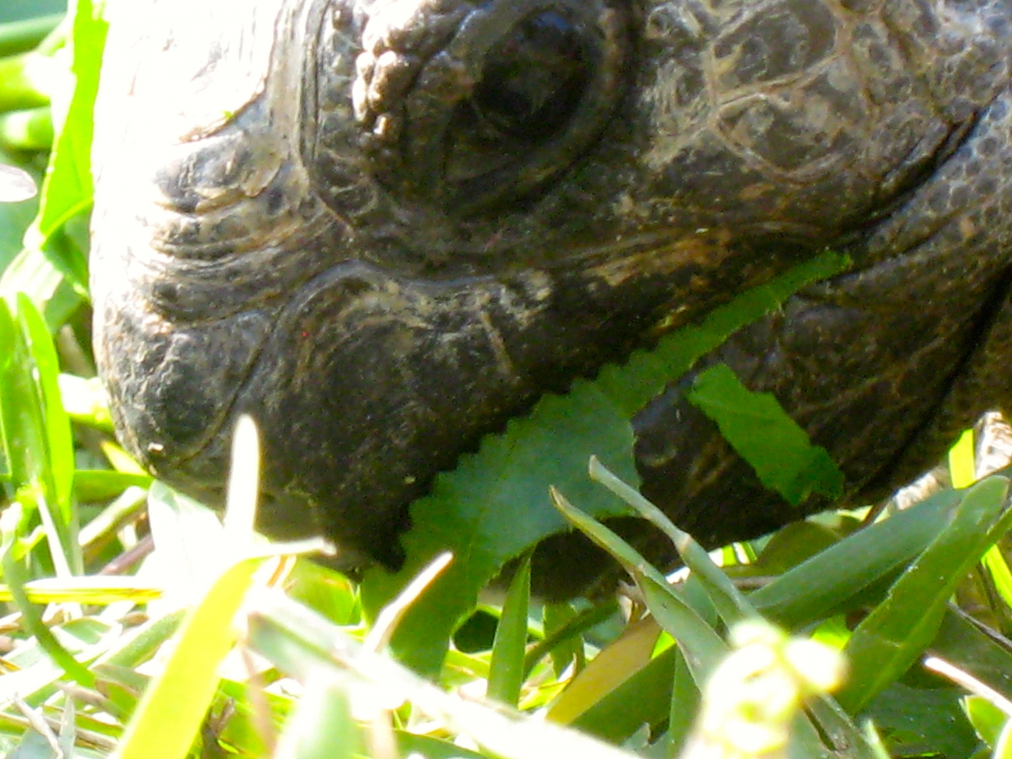 ALDABRA BREEDER