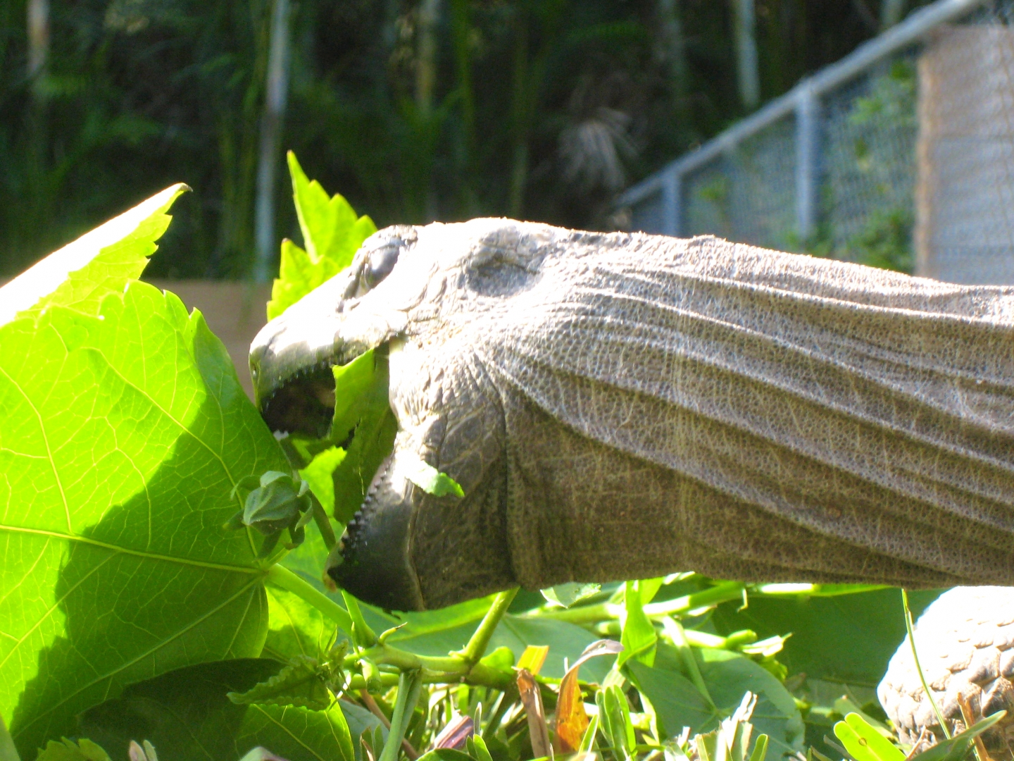 ALDABRA BREEDER