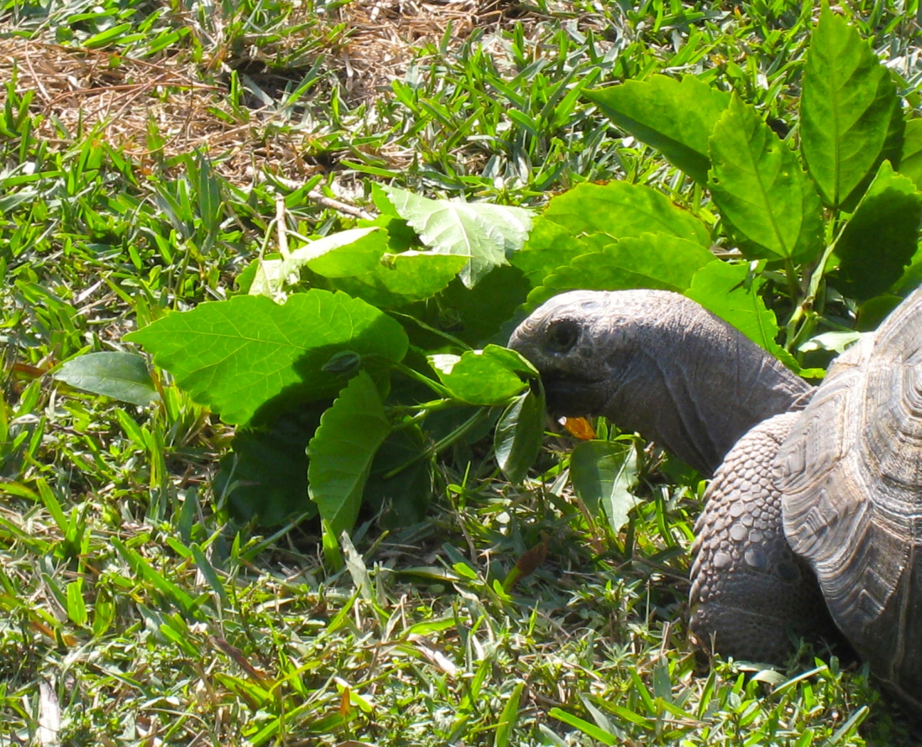 ALDABRA BREEDER