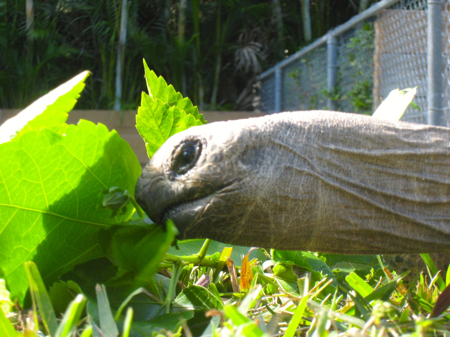 ALDABRA BREEDER