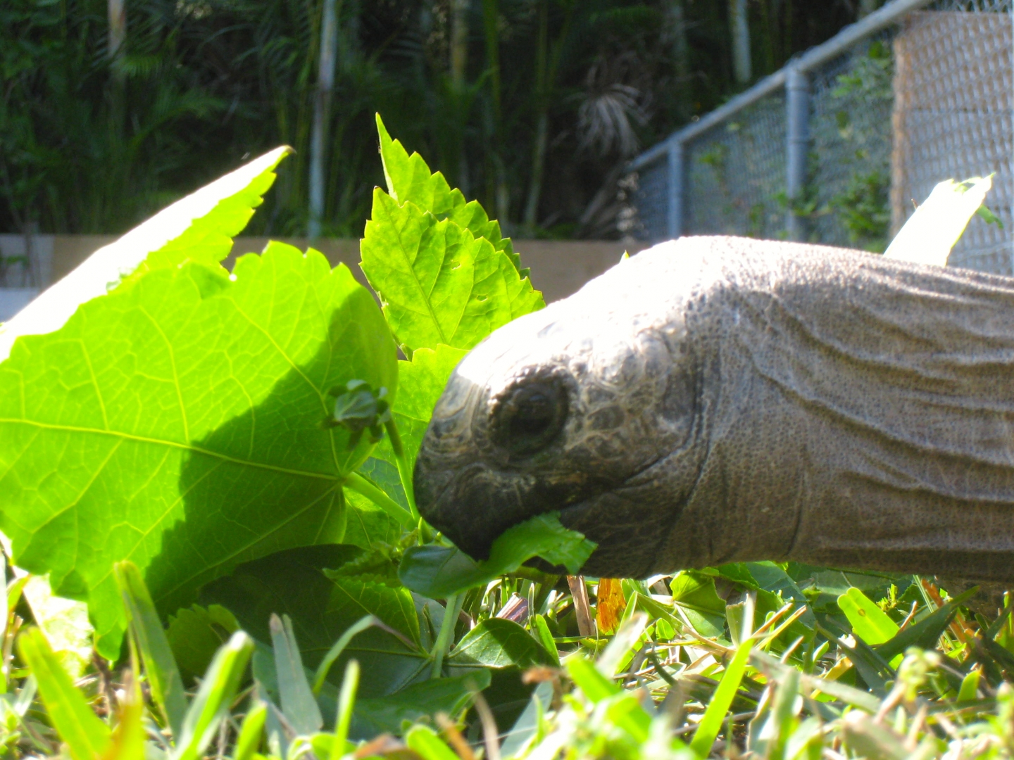 ALDABRA BREEDER