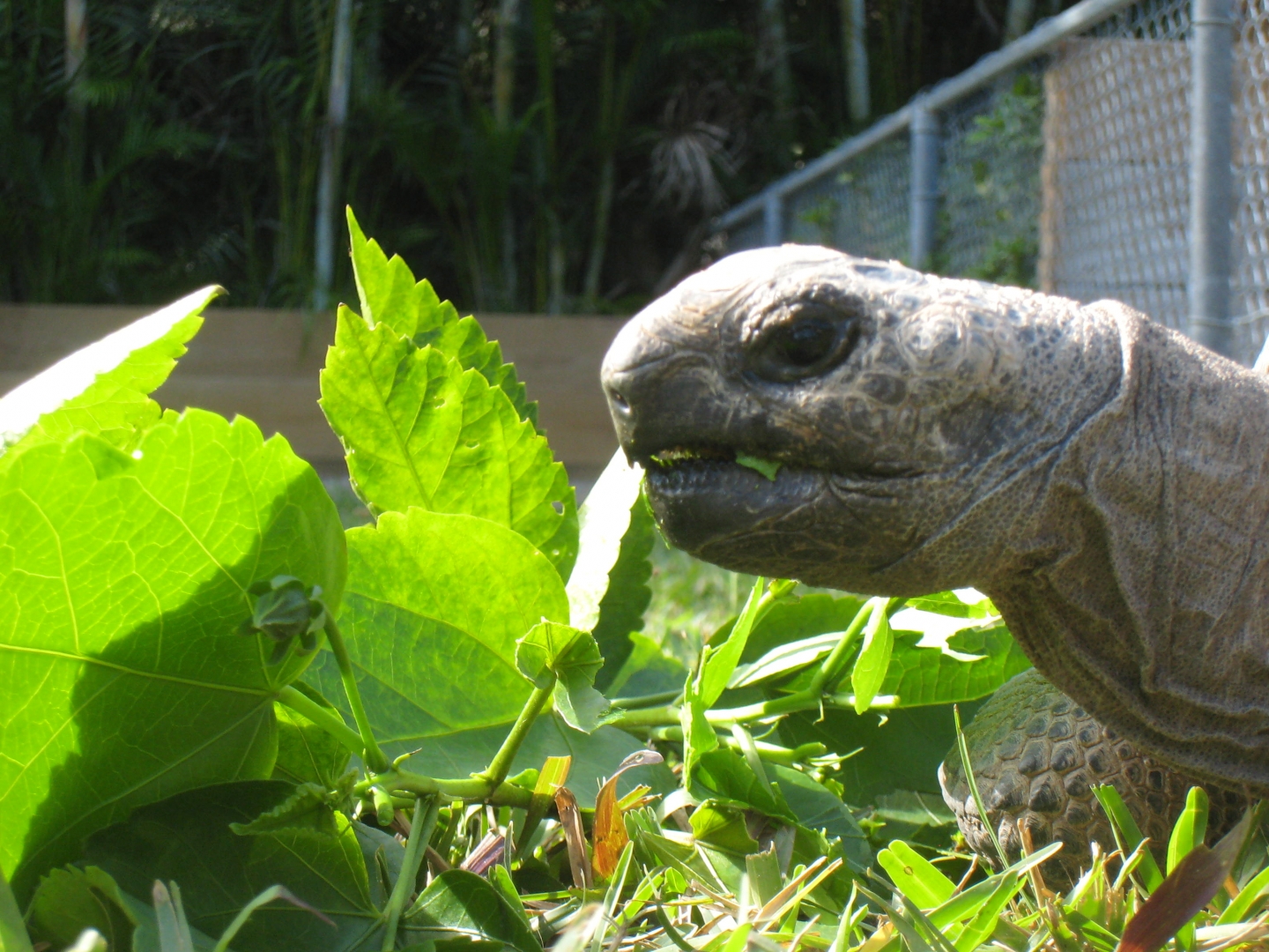 ALDABRA BREEDER