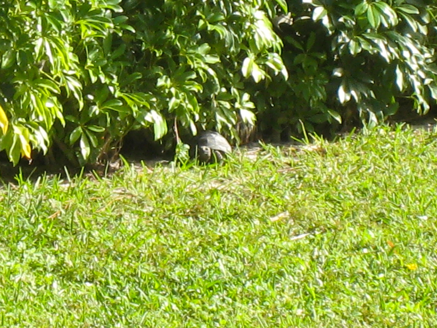 ALDABRA BREEDER