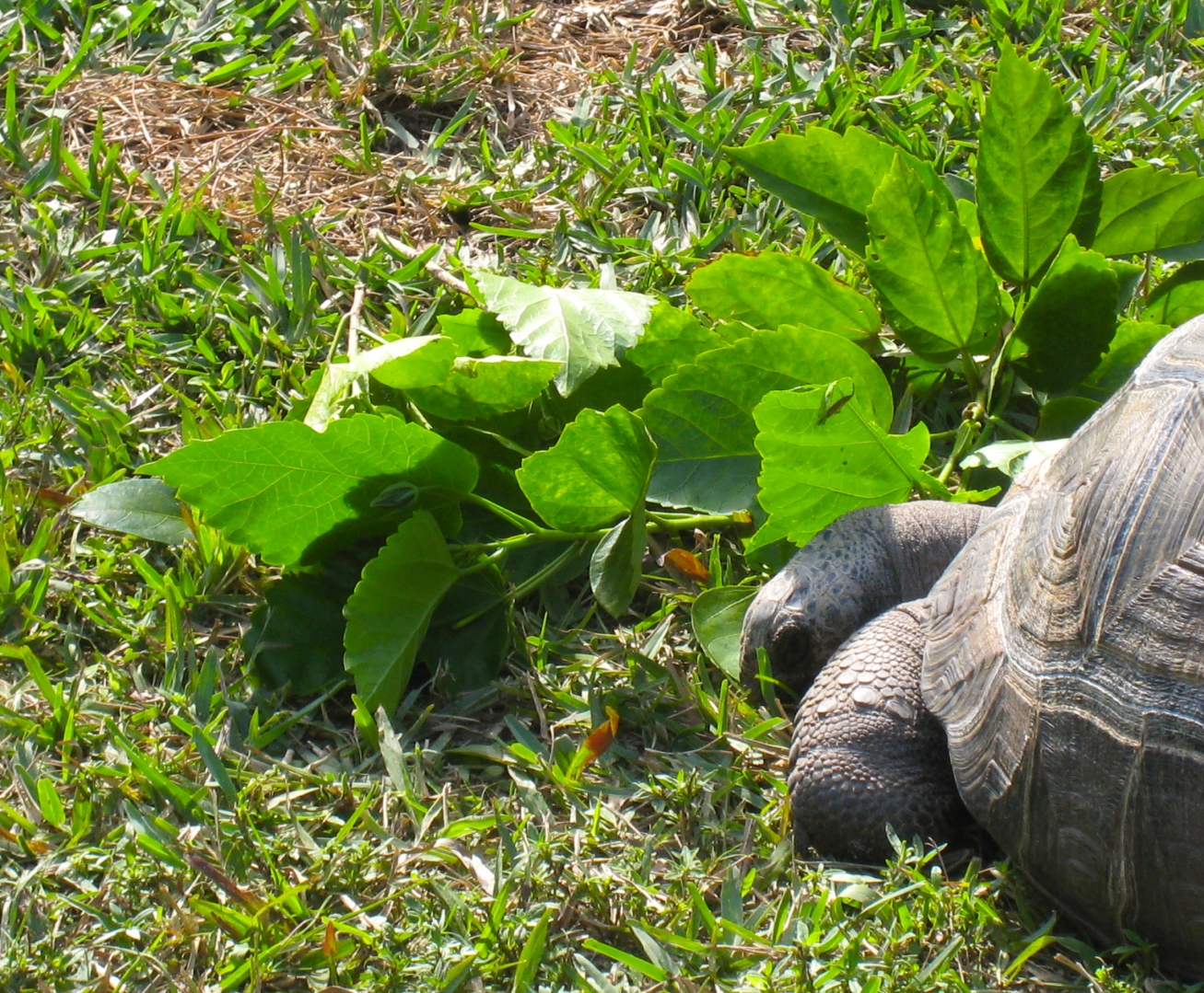 ALDABRA BREEDER