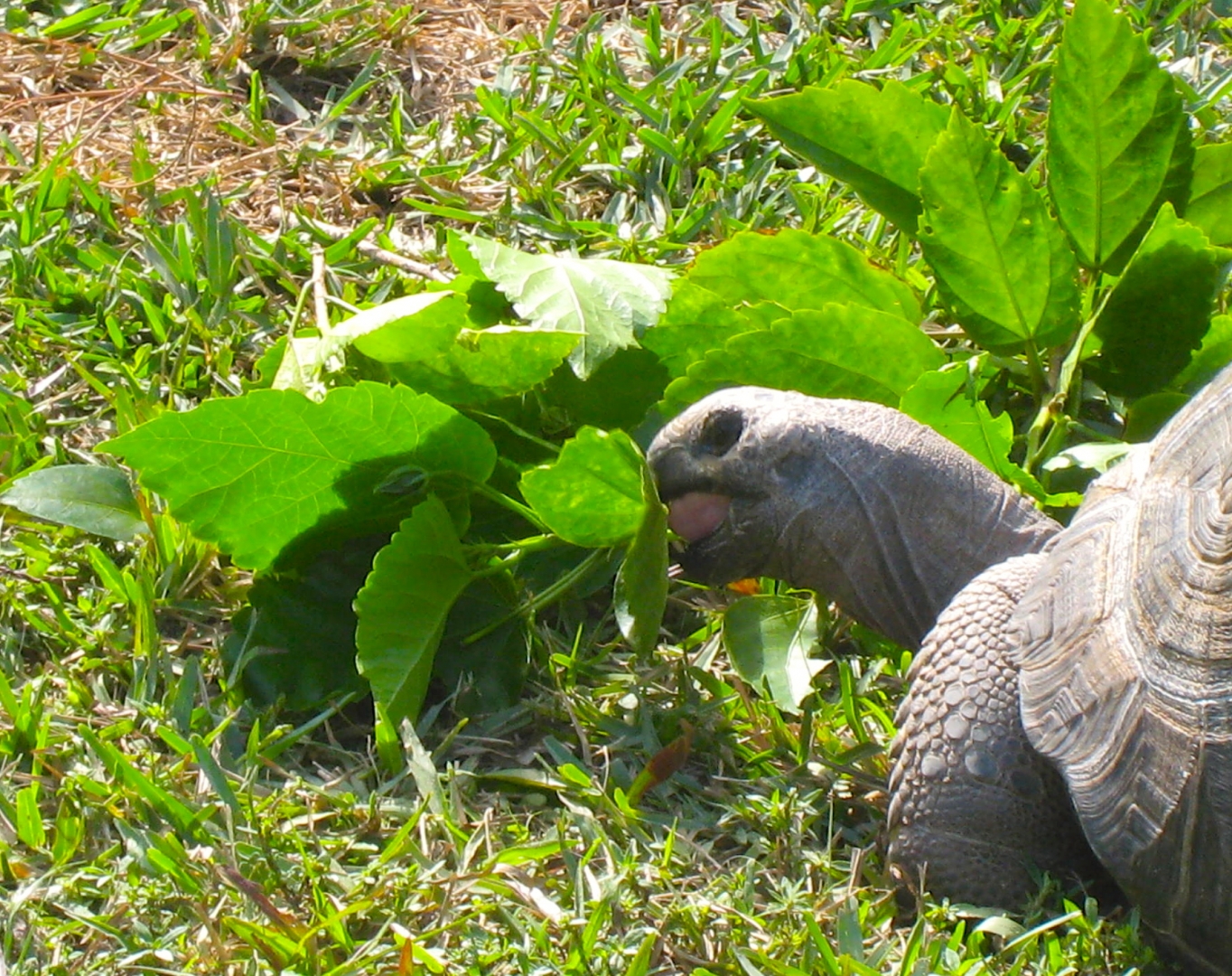 ALDABRA BREEDER