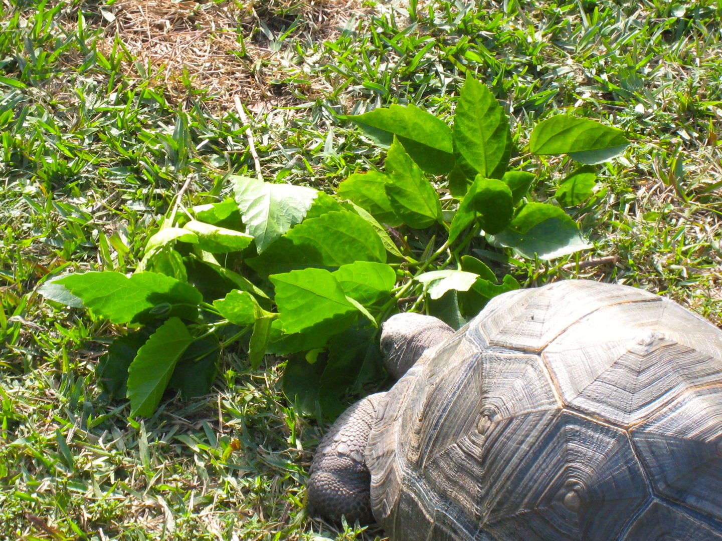 ALDABRA BREEDER