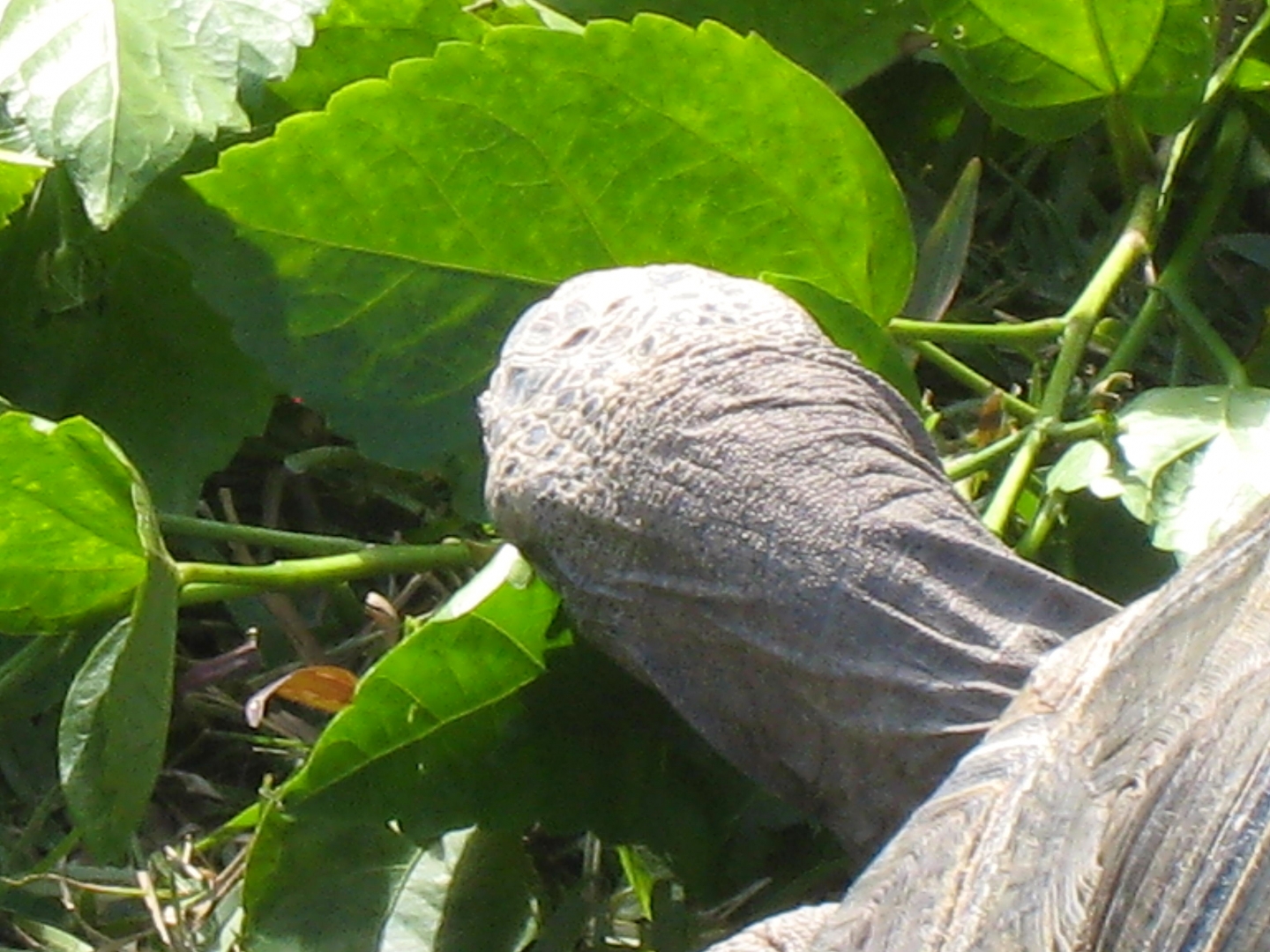 ALDABRA BREEDER