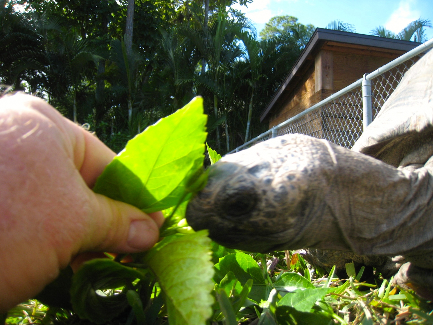 ALDABRA BREEDER
