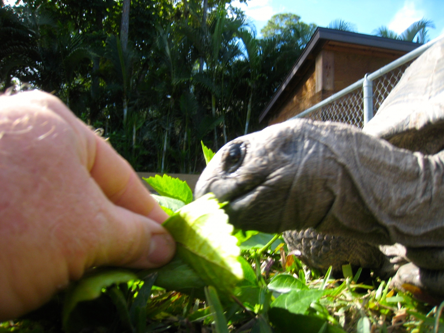 ALDABRA BREEDER