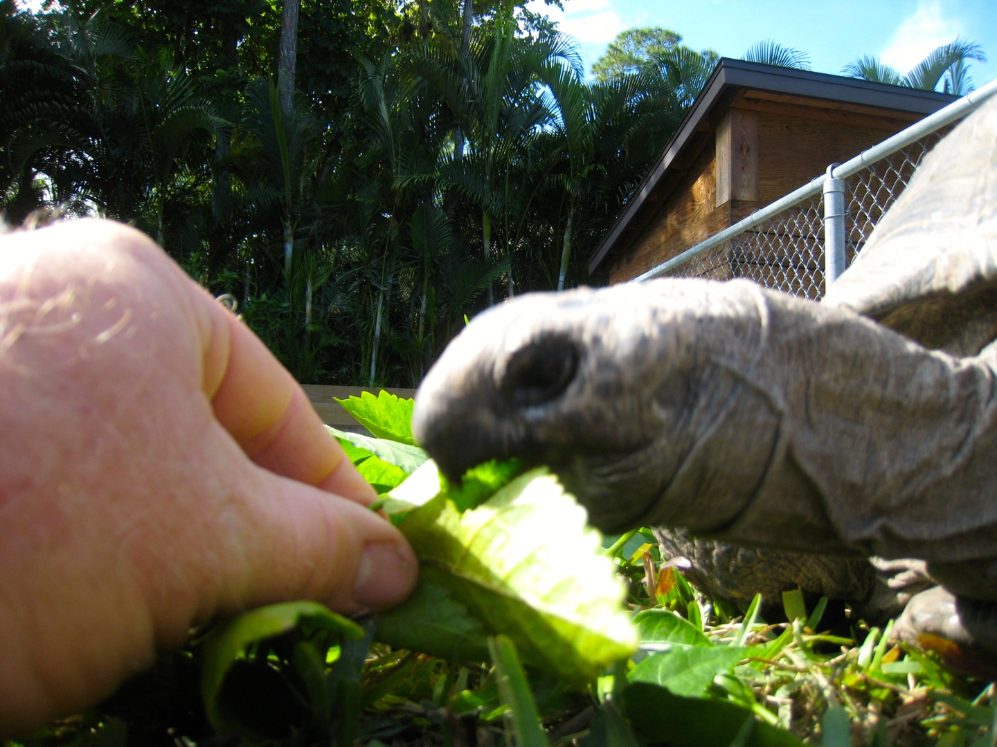 ALDABRA BREEDER