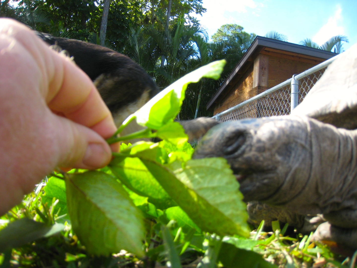 ALDABRA BREEDER