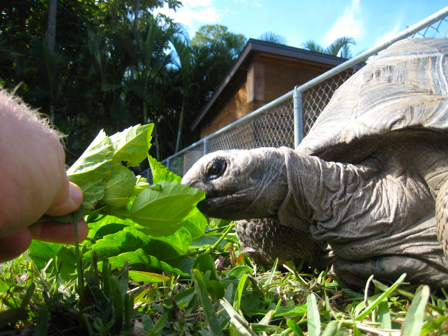 ALDABRA BREEDER