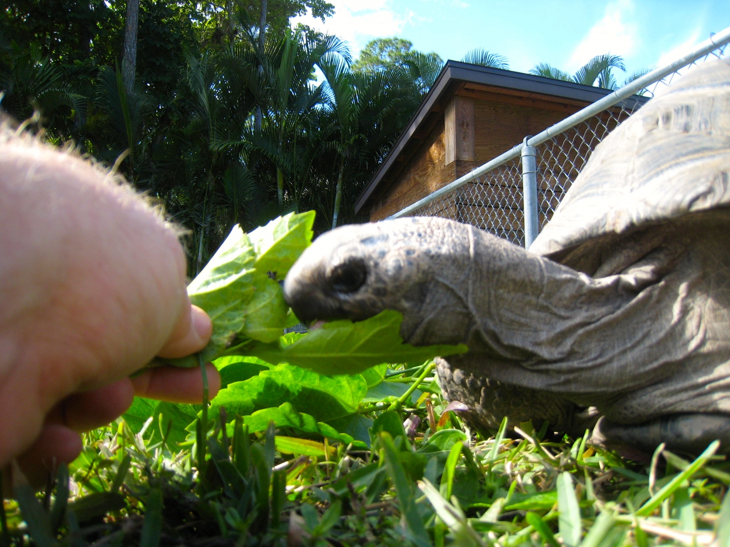 ALDABRA BREEDER