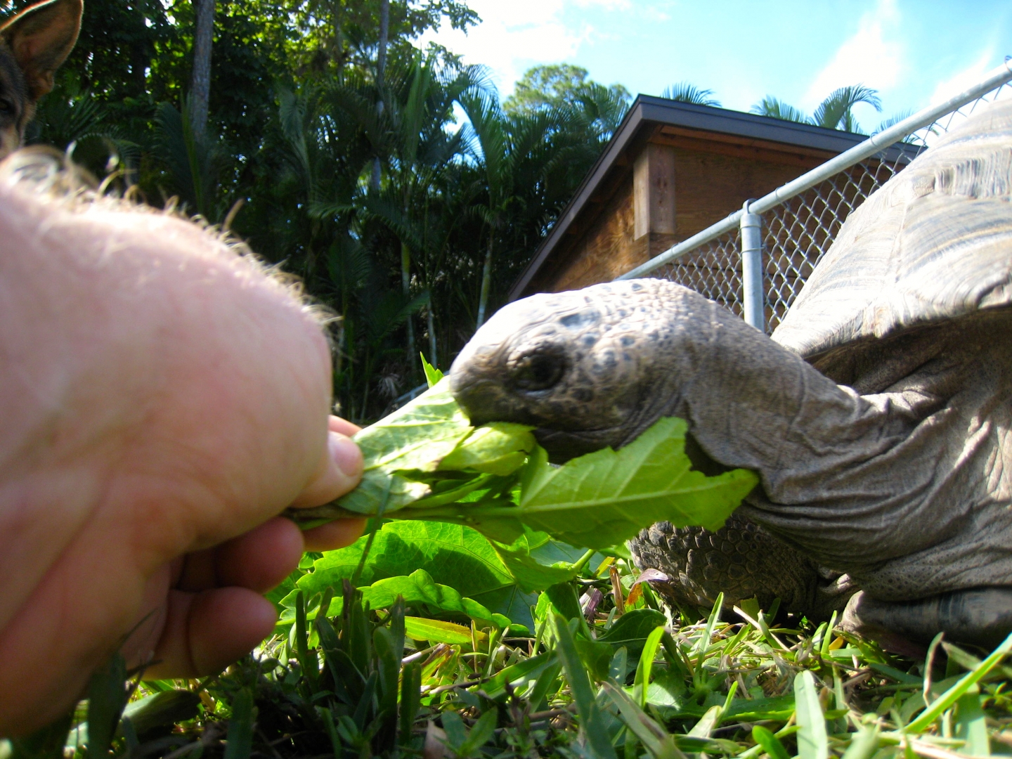 ALDABRA BREEDER