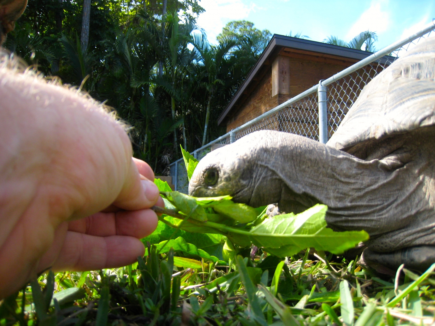 ALDABRA BREEDER