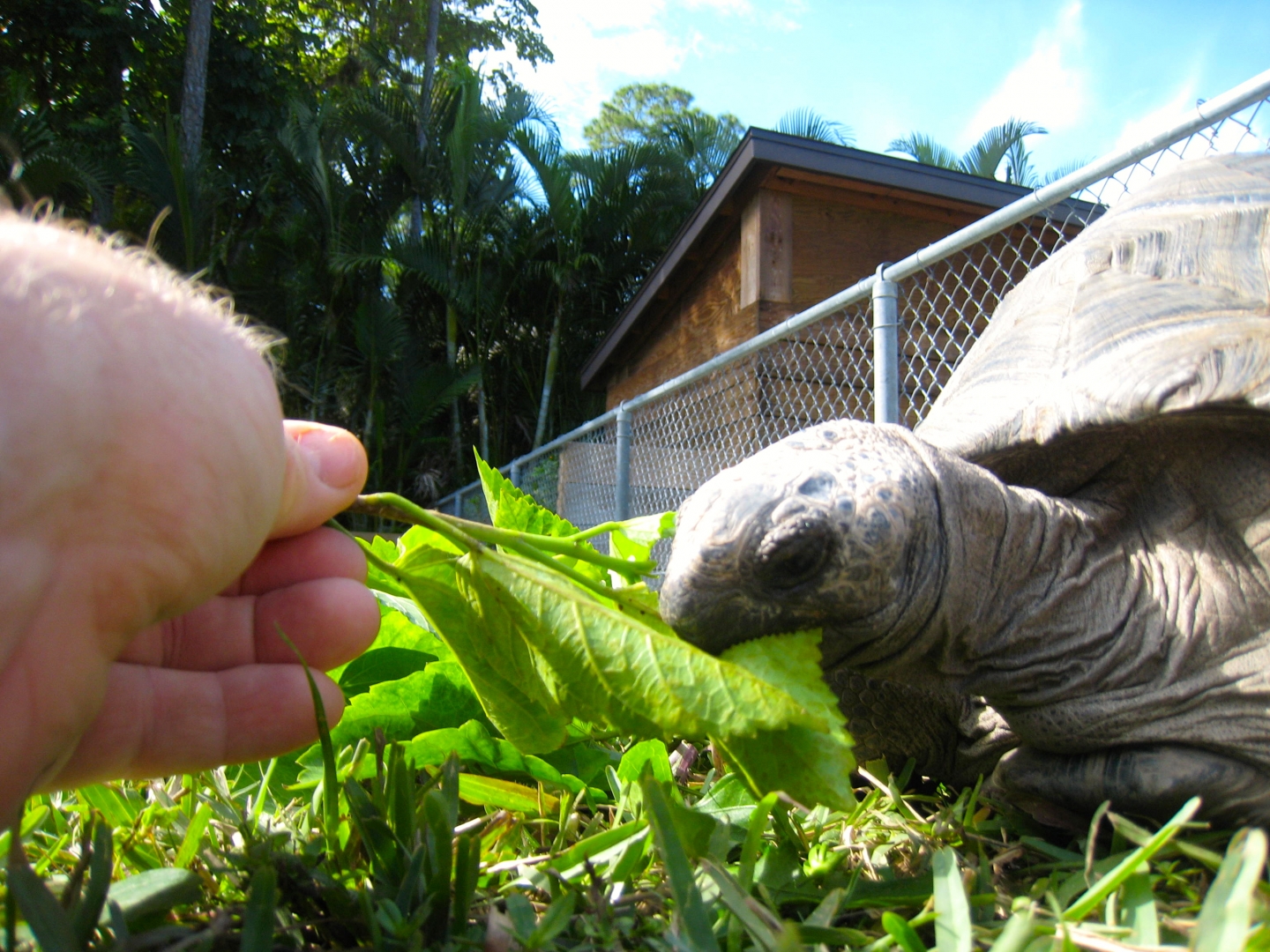 ALDABRA BREEDER