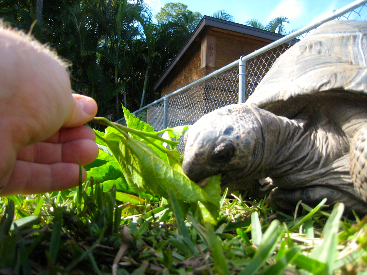 ALDABRA BREEDER