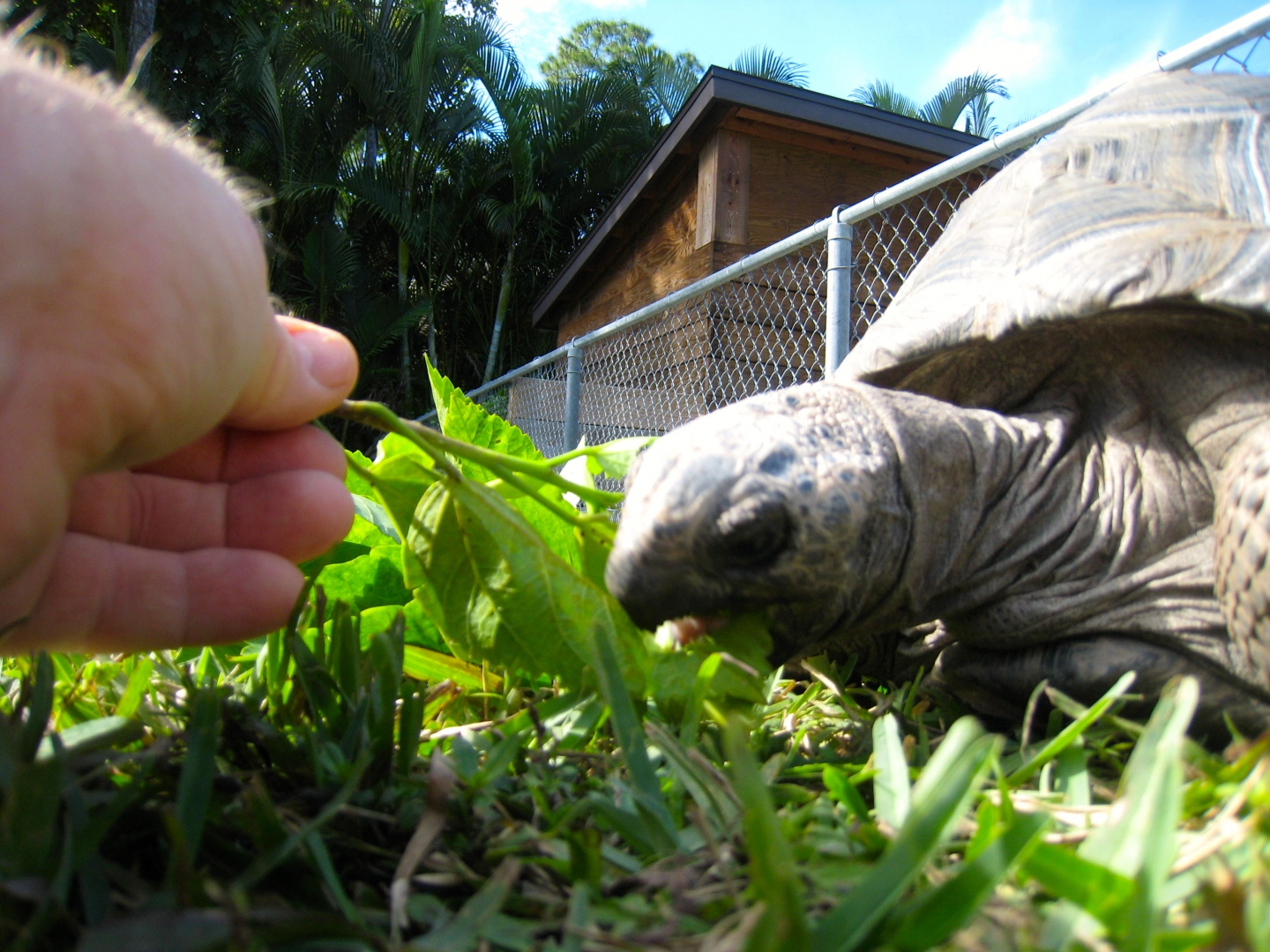 ALDABRA BREEDER