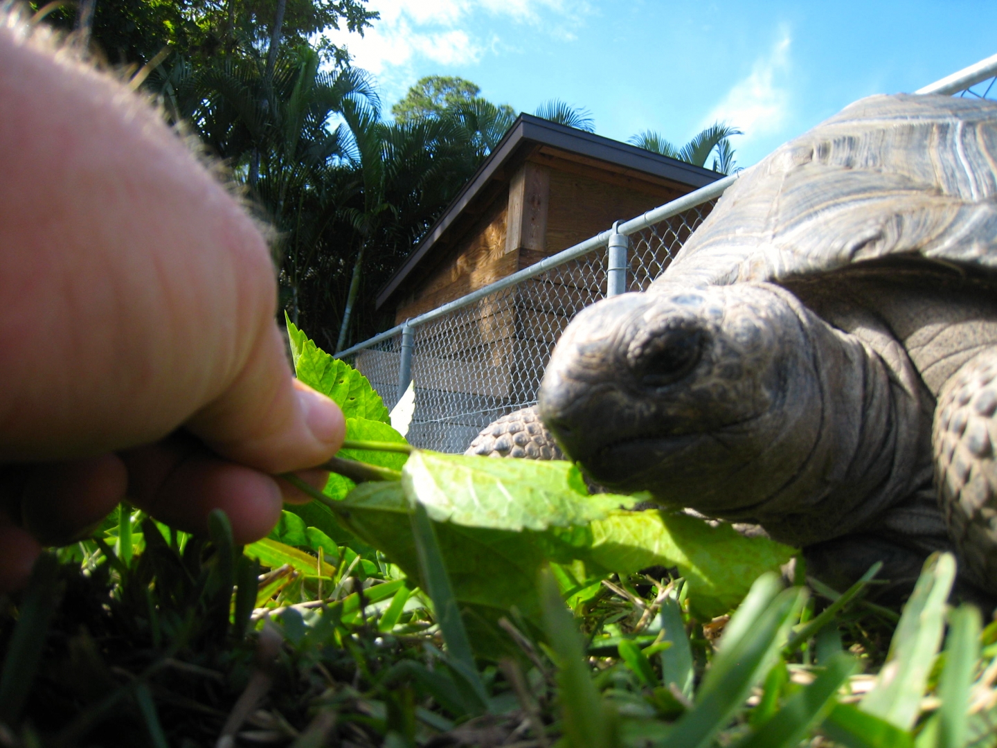 ALDABRA BREEDER