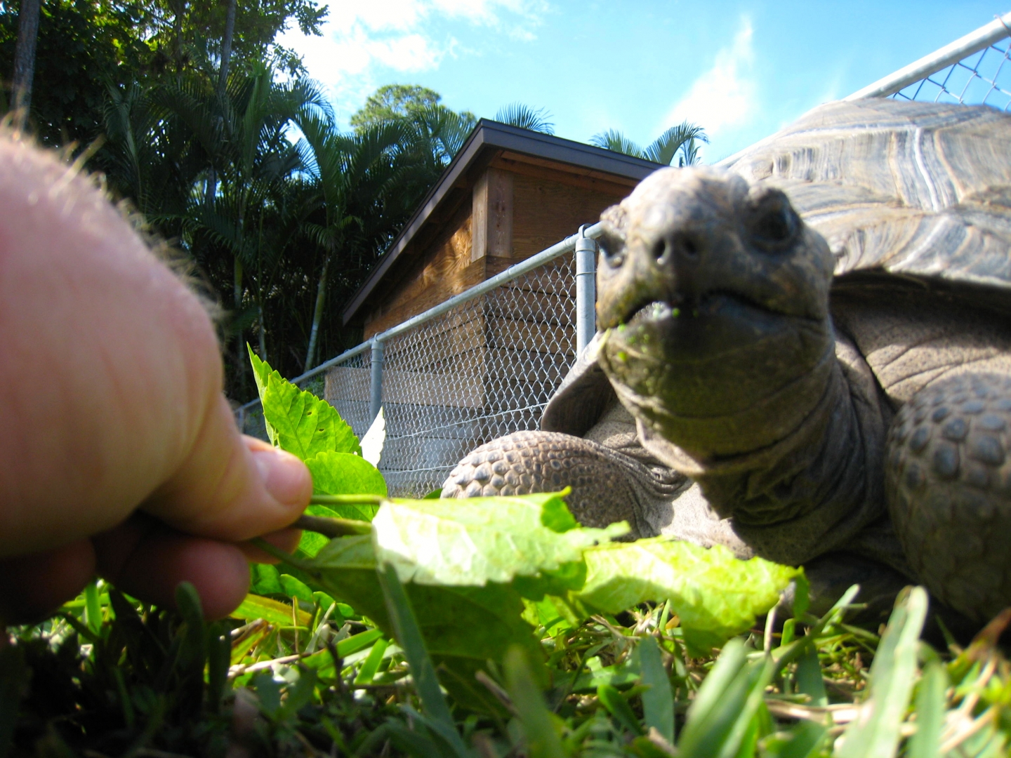 ALDABRA BREEDER