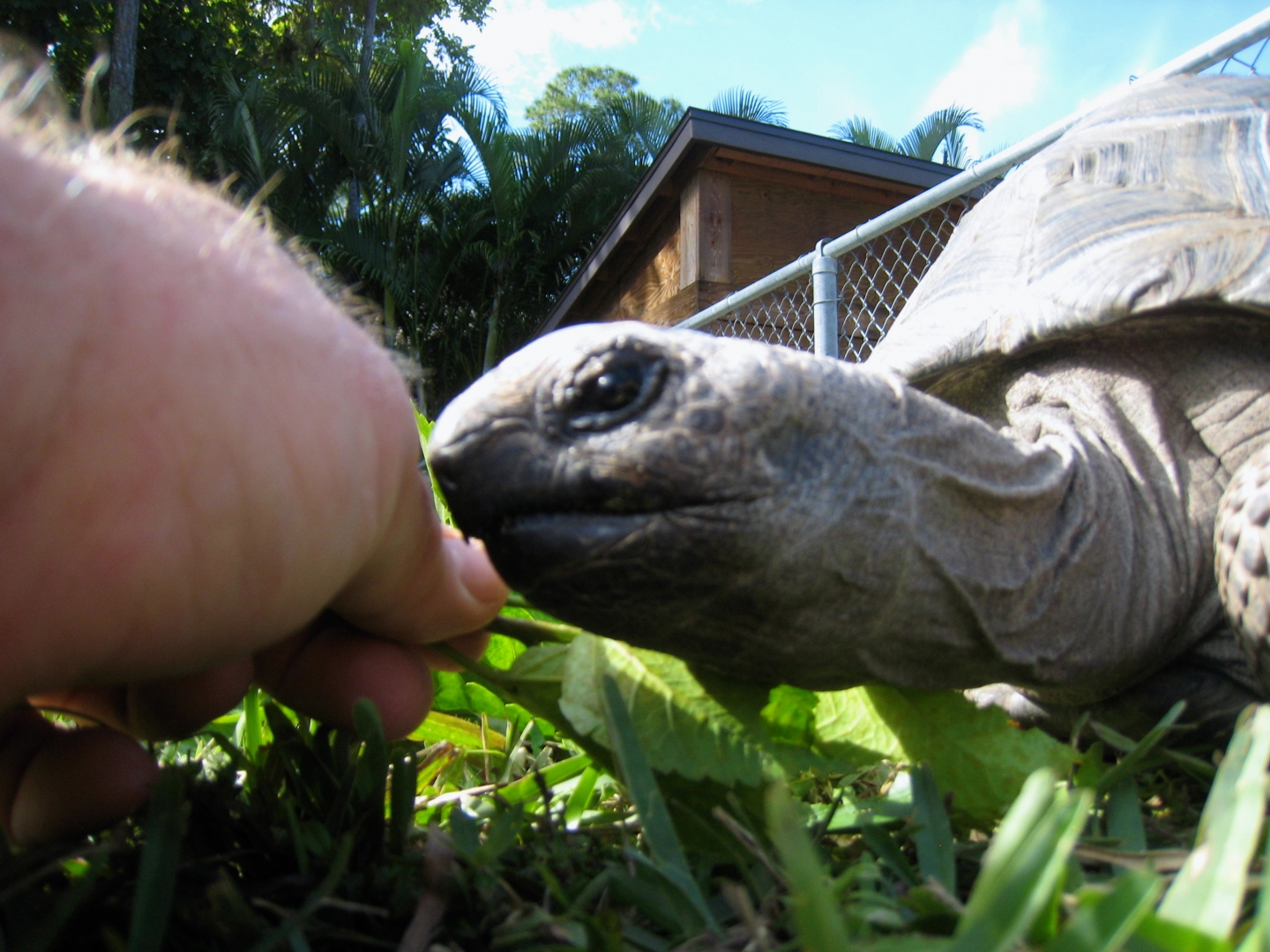 ALDABRA BREEDER