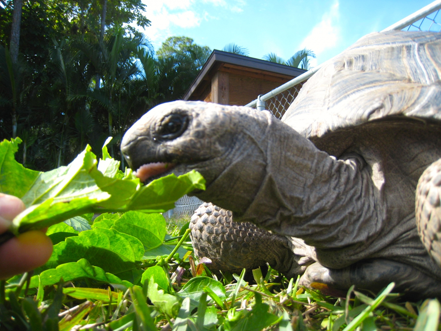 ALDABRA BREEDER