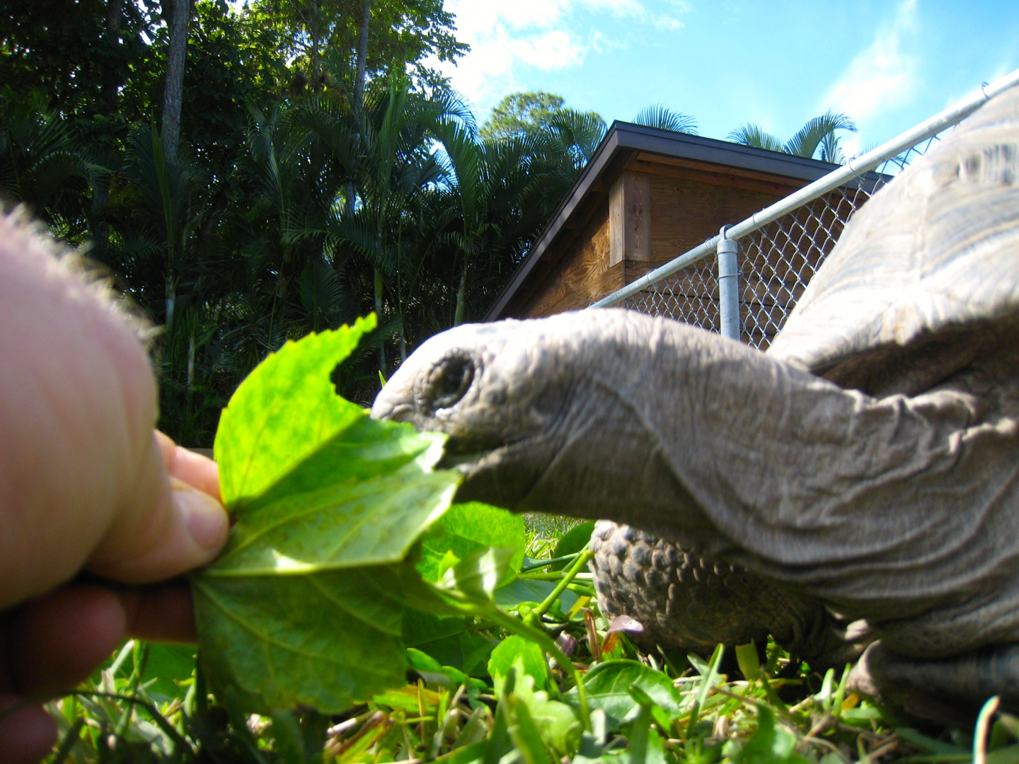 ALDABRA BREEDER